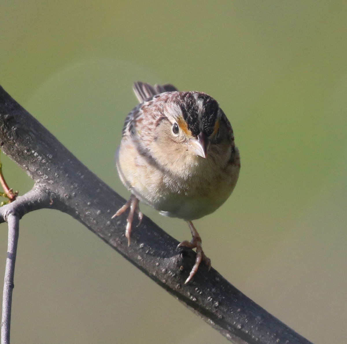 Grasshopper Sparrow - ML157220611