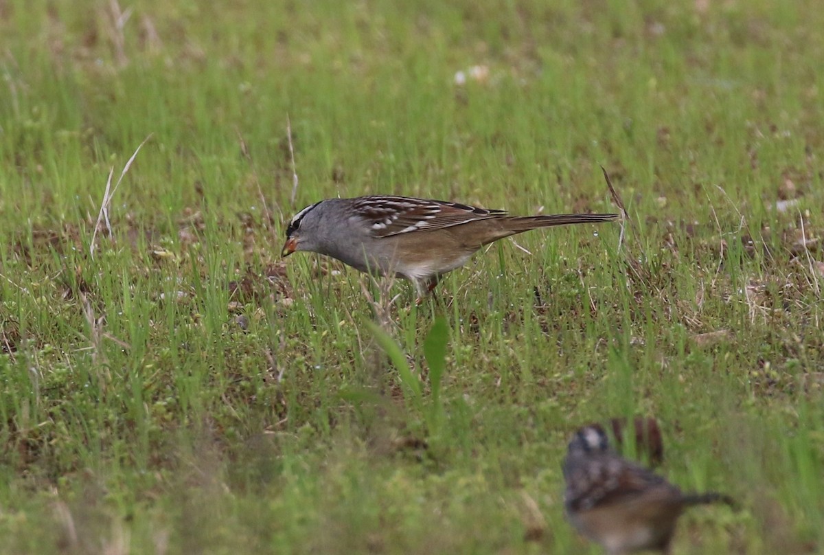 White-crowned Sparrow - ML157220661
