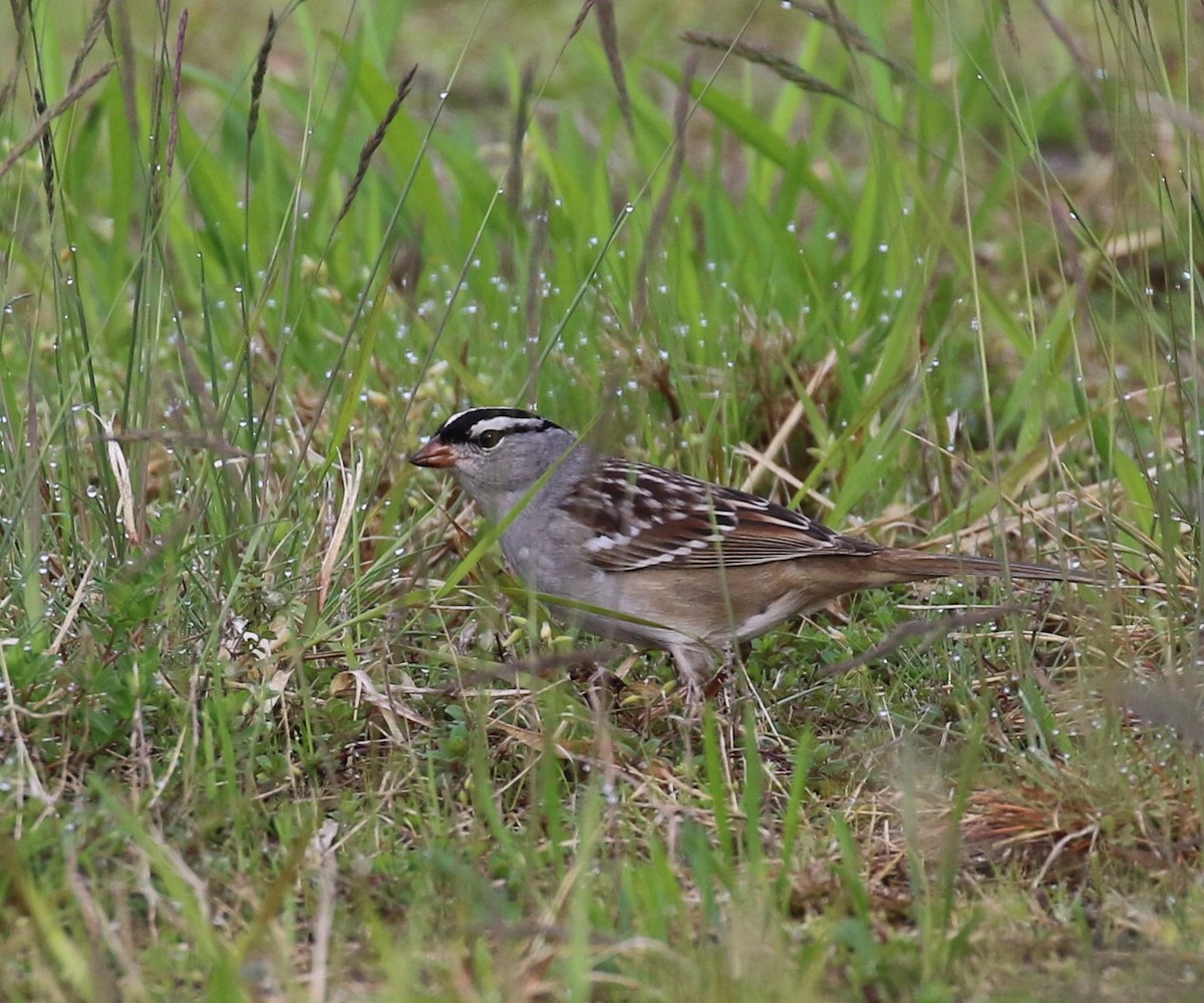 White-crowned Sparrow - ML157220721