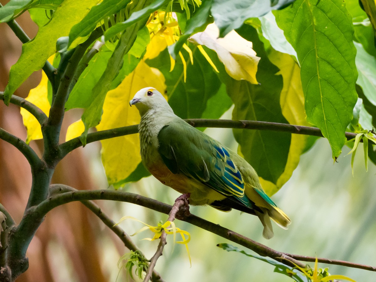 White-capped Fruit-Dove - ML157221481