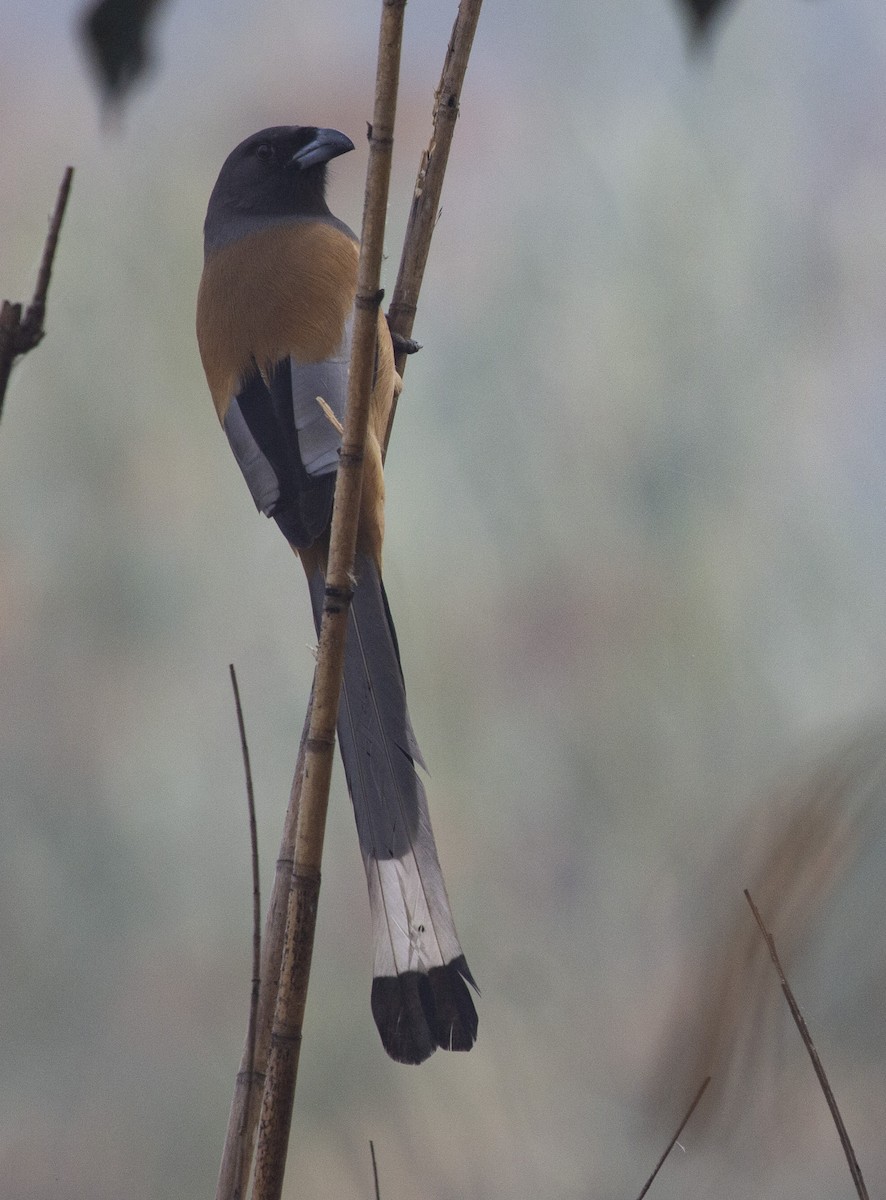 Rufous Treepie - ML157224711