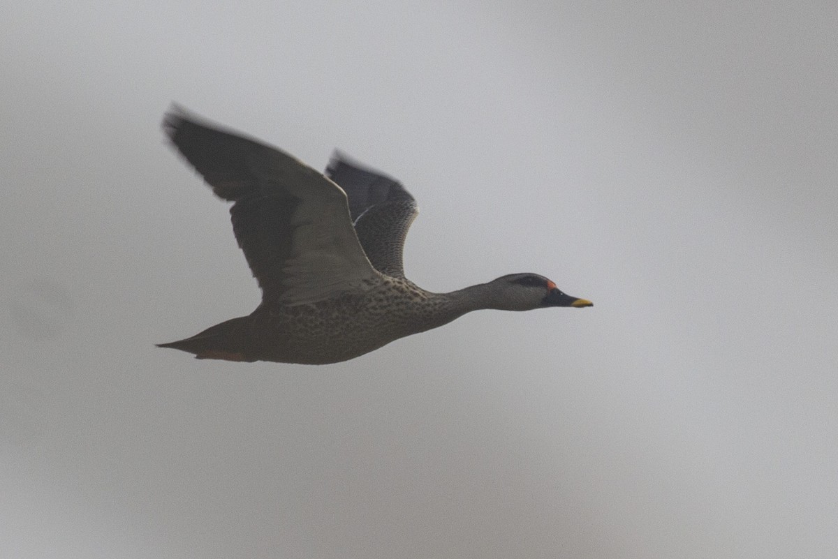 Canard à bec tacheté - ML157224741