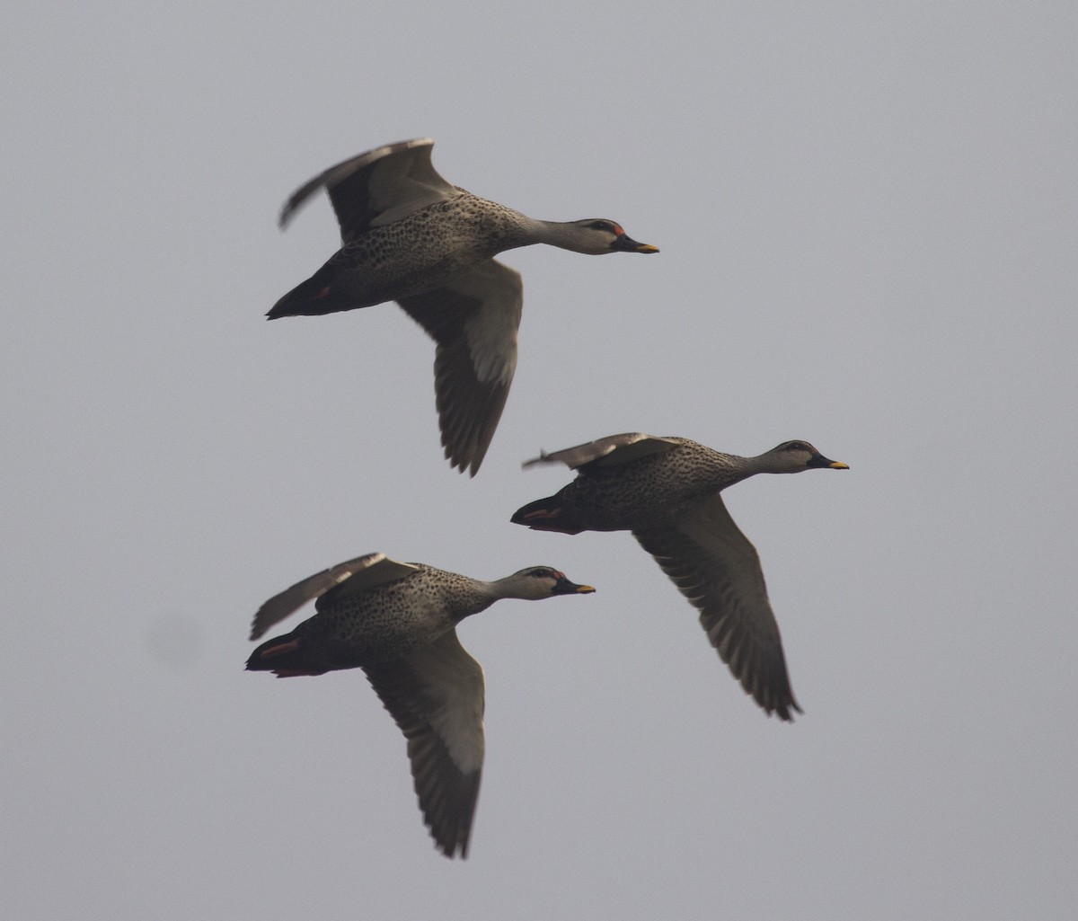 Indian Spot-billed Duck - ML157224751