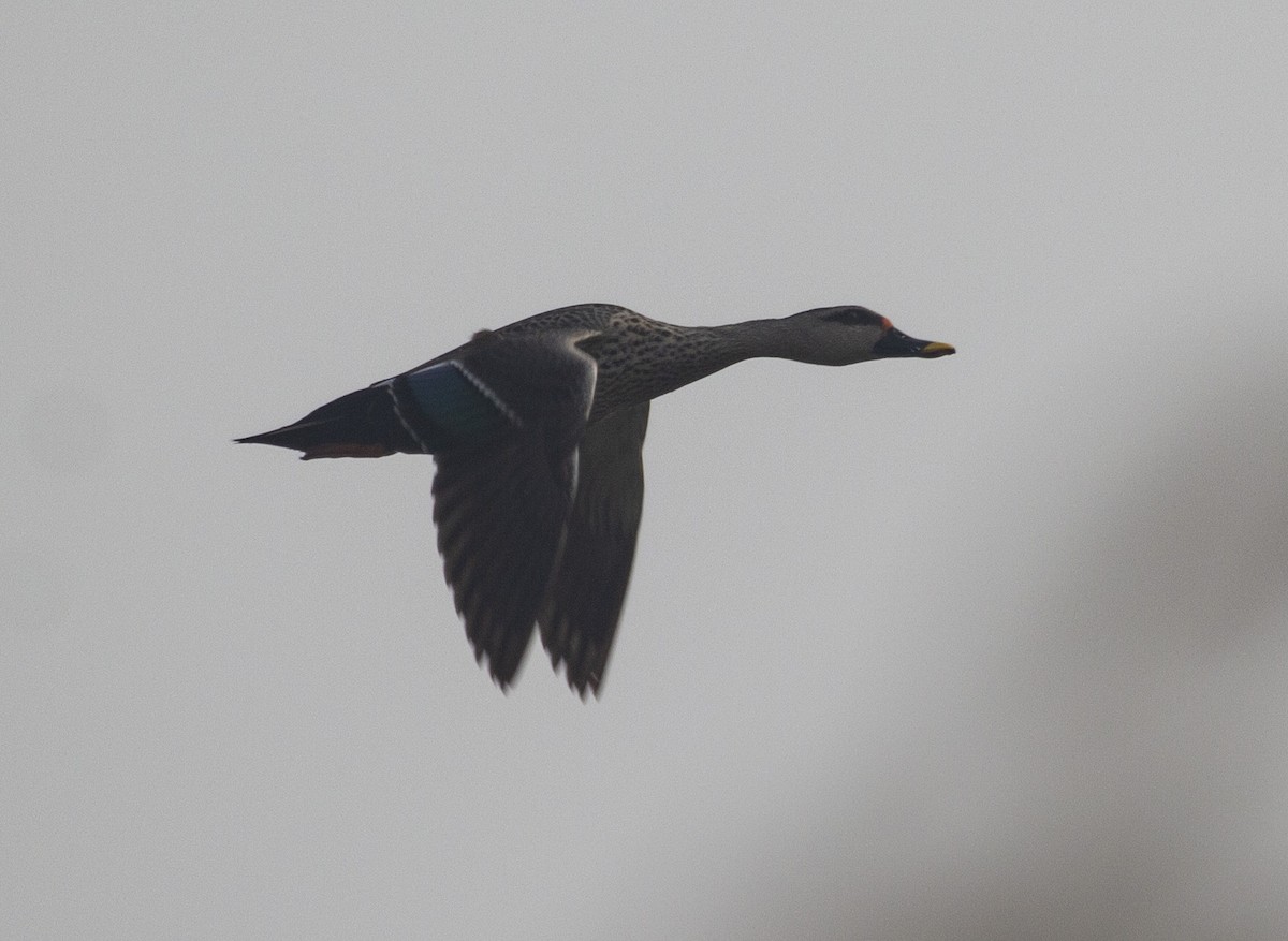 Indian Spot-billed Duck - ML157224761