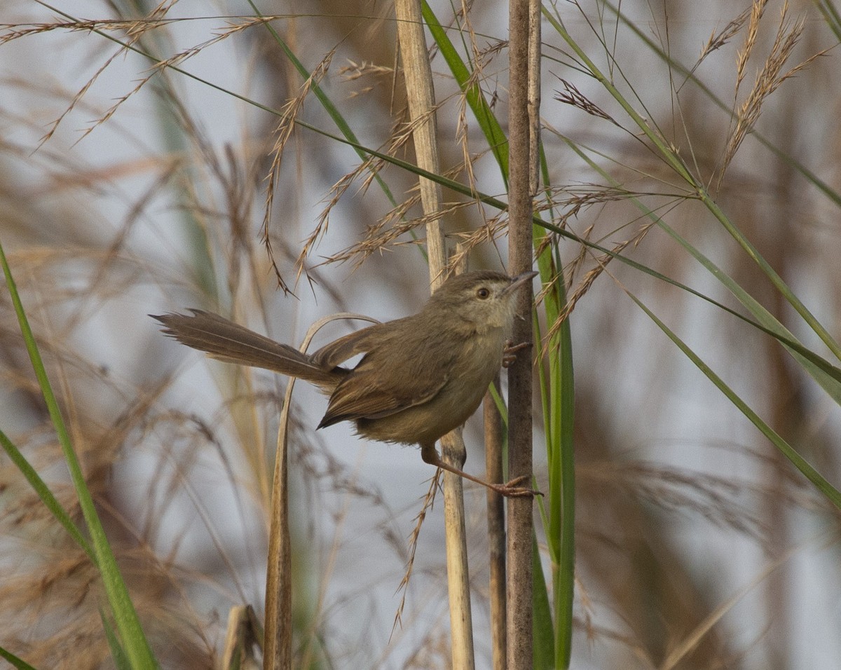 Plain Prinia - ML157224791