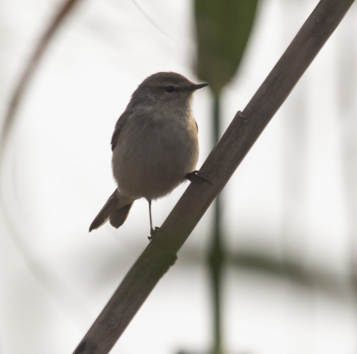 Common Chiffchaff - ML157224831