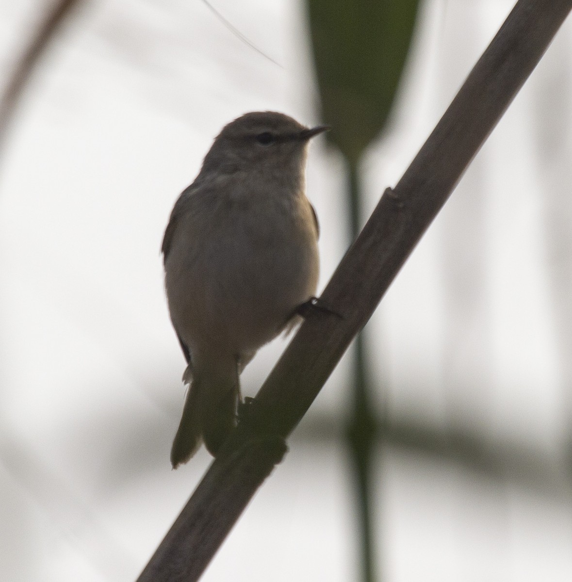 Common Chiffchaff - ML157224841