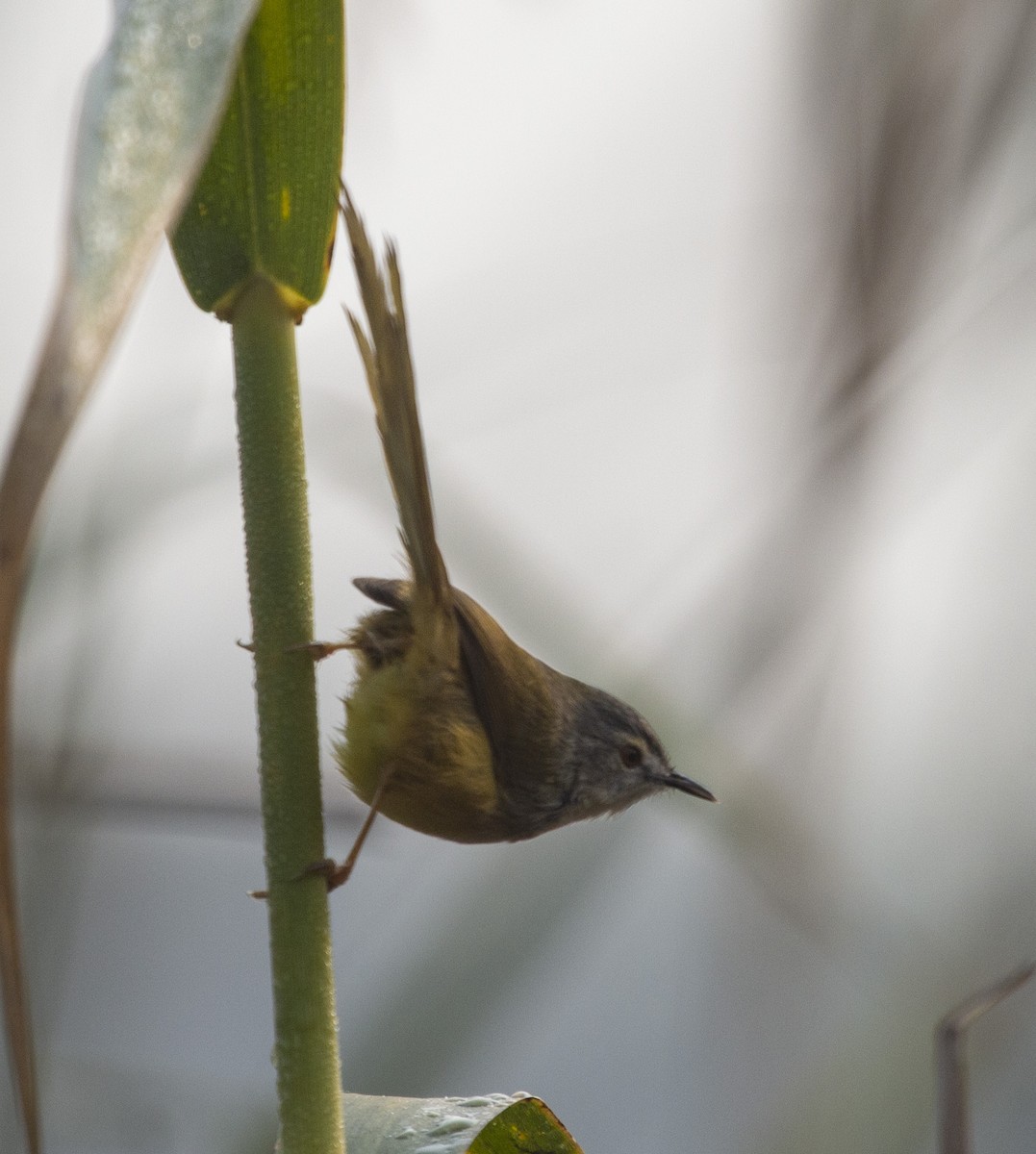 Prinia à ventre jaune - ML157224851