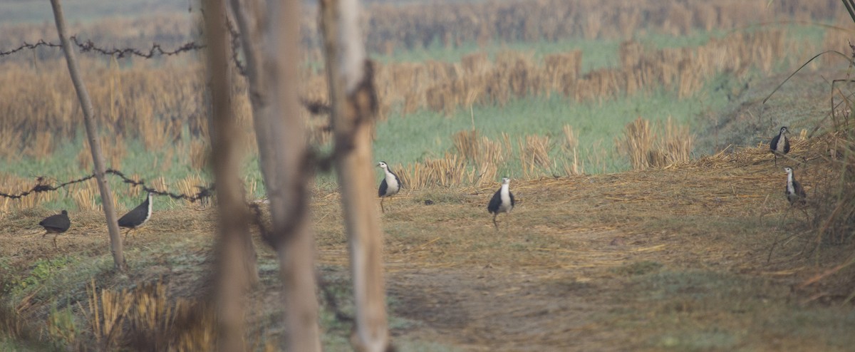 White-breasted Waterhen - ML157224891