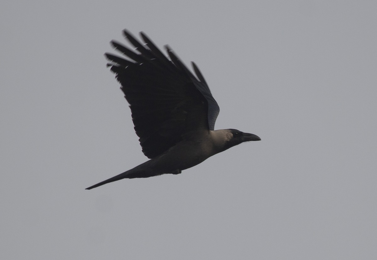 House Crow - ML157224901