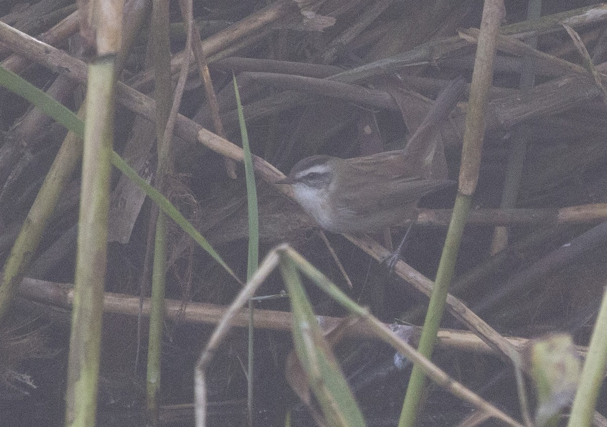 Moustached Warbler - ML157225001