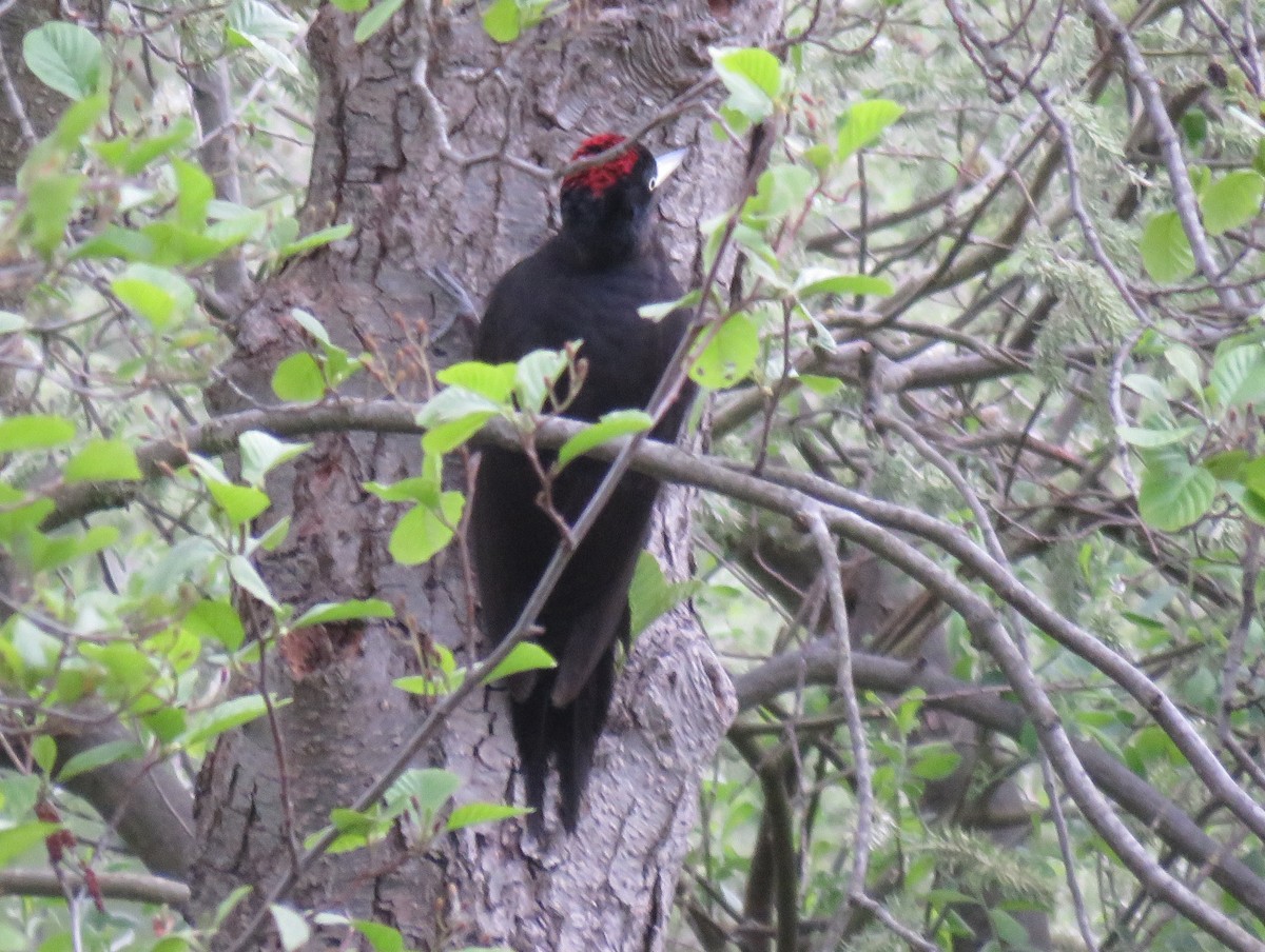 Black Woodpecker - ML157225321