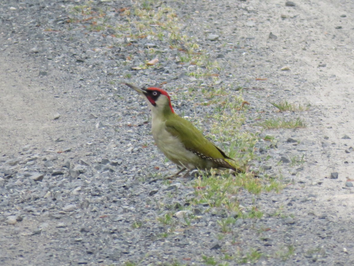 Eurasian Green Woodpecker - ML157225461