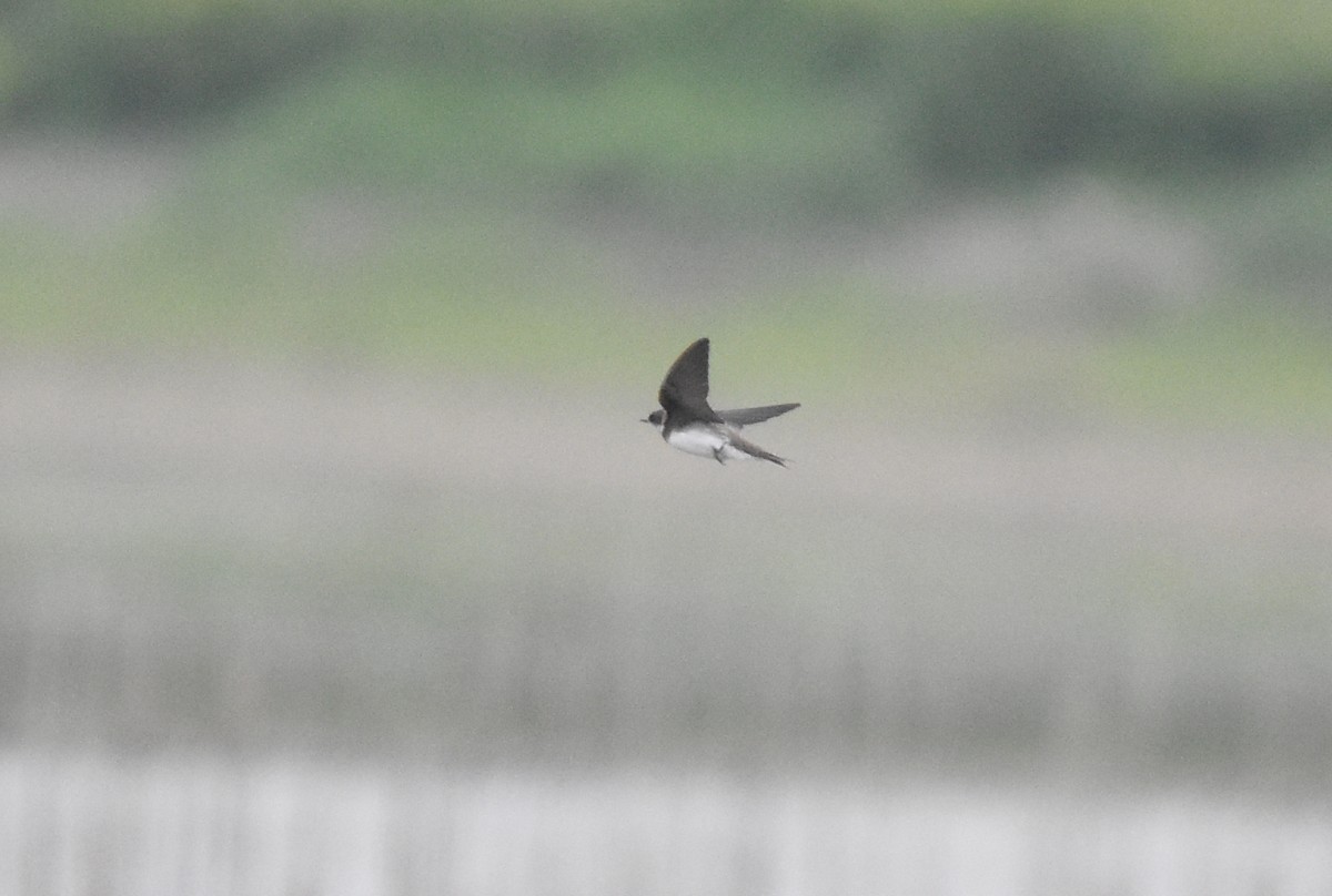 Bank Swallow - Christopher Lindsey