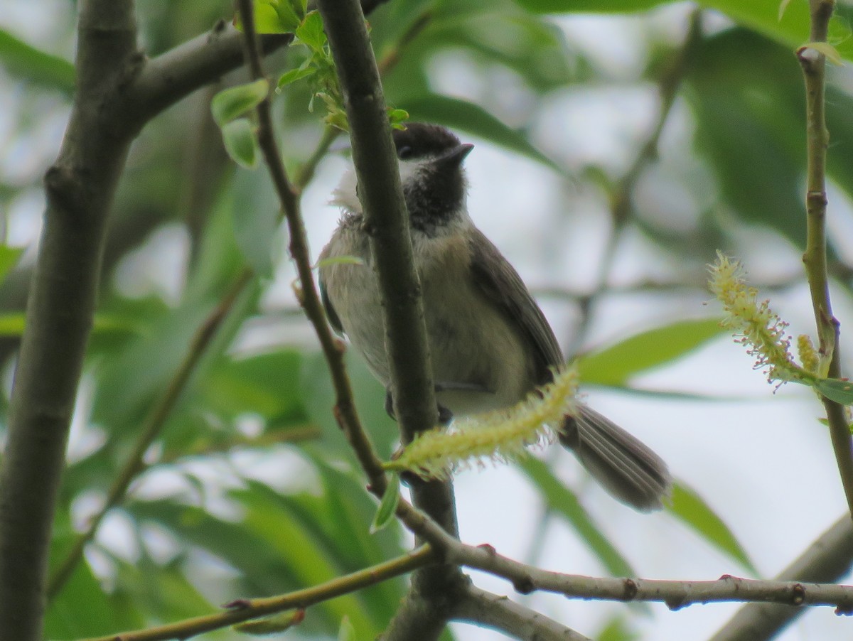 Willow Tit - ML157225991