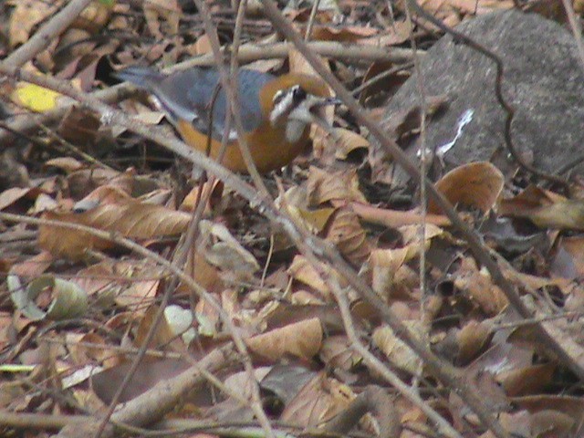 Orange-headed Thrush (White-throated) - ML157226391