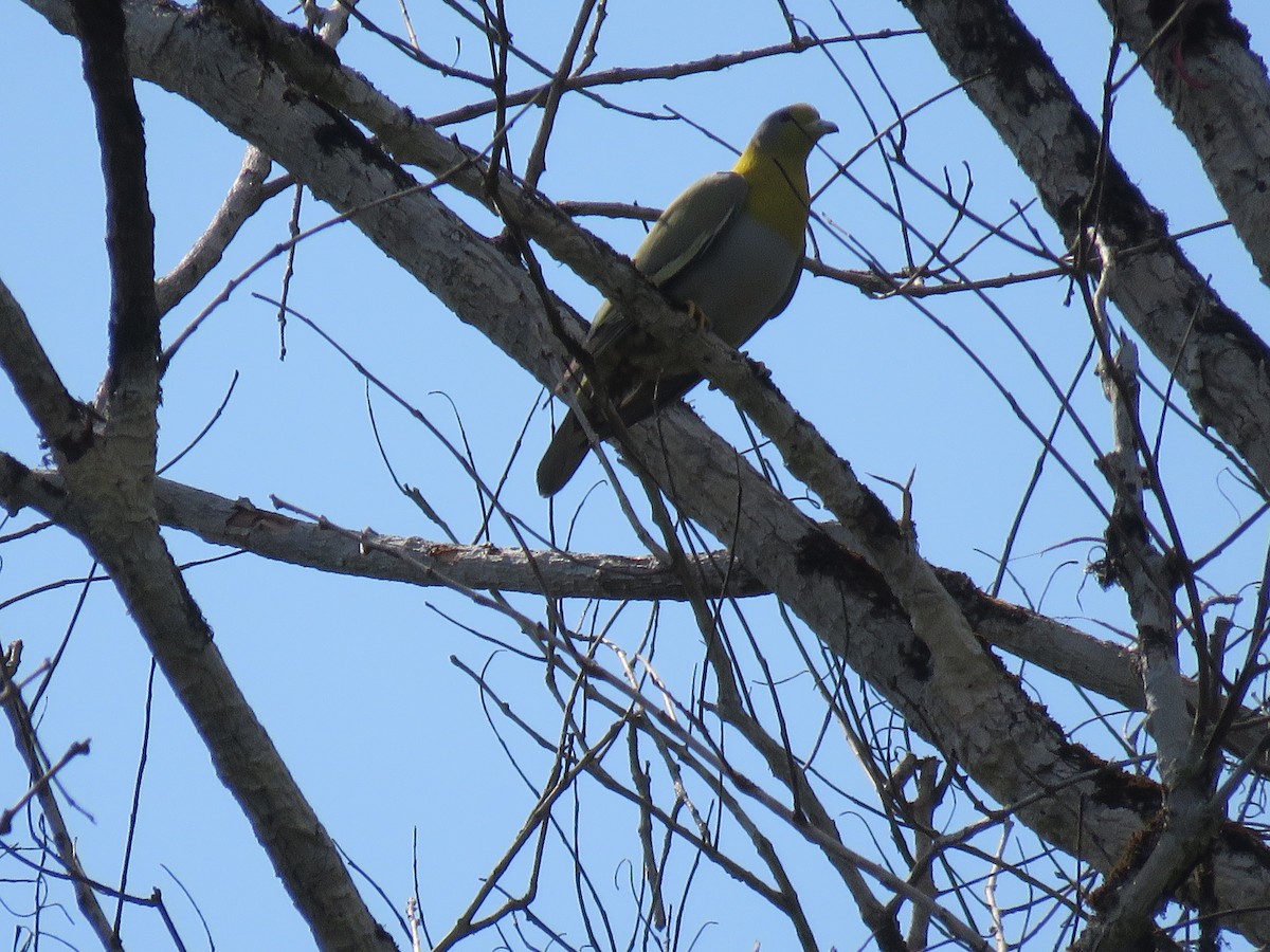 Yellow-footed Green-Pigeon - ML157227441