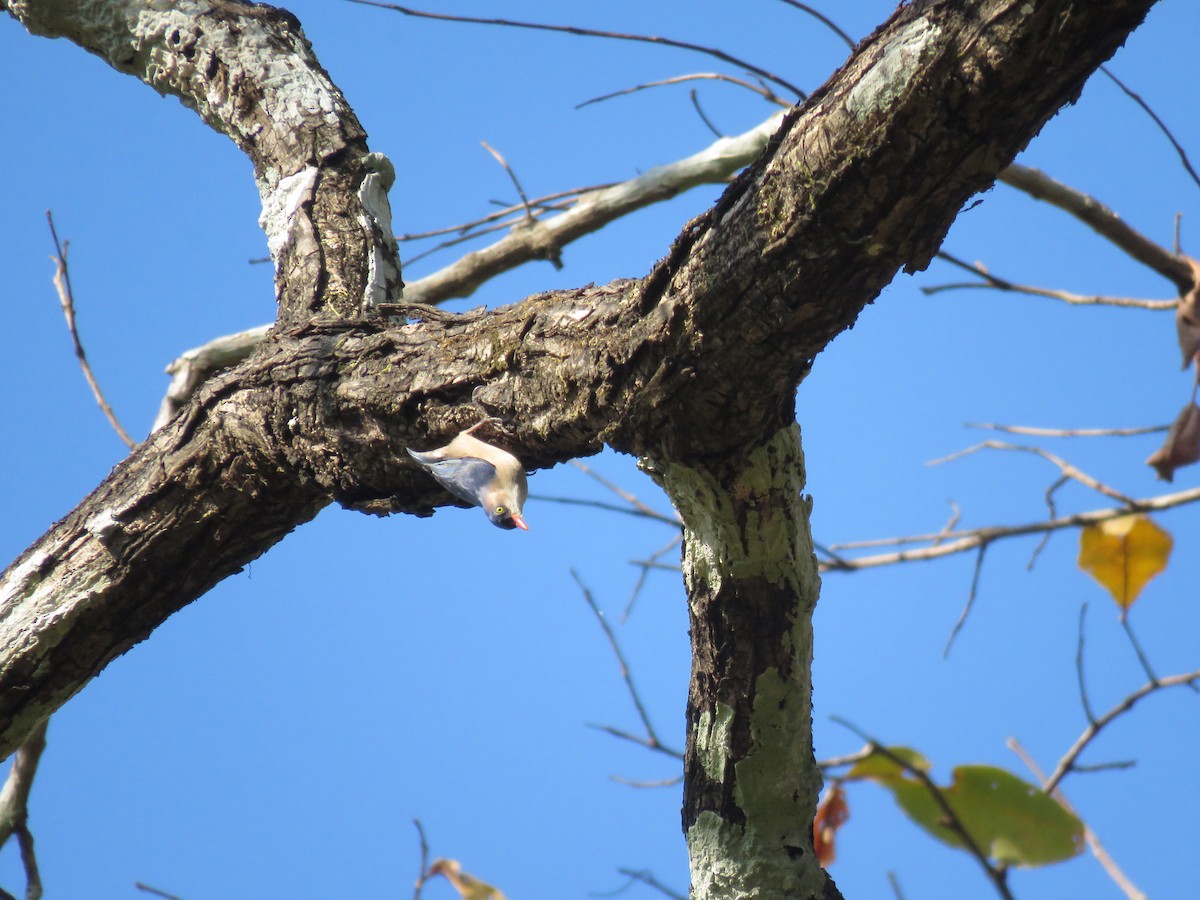 Velvet-fronted Nuthatch - ML157227711