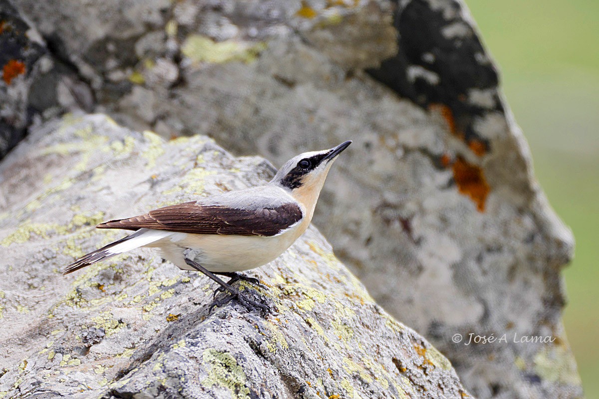 Northern Wheatear - ML157229601