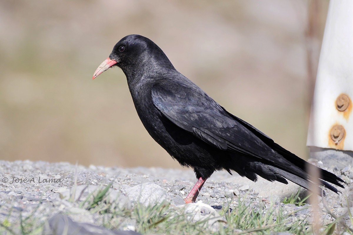 Red-billed Chough - Jose Antonio Lama