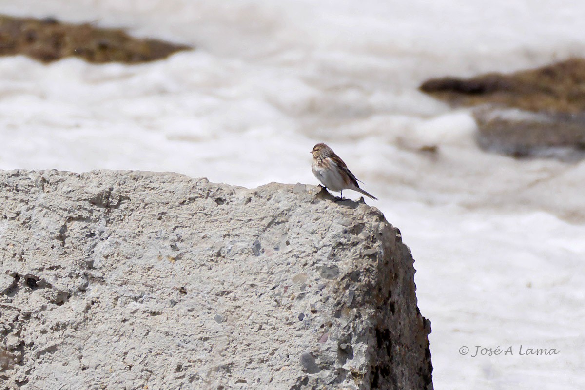 Pardillo Piquigualdo - ML157229841