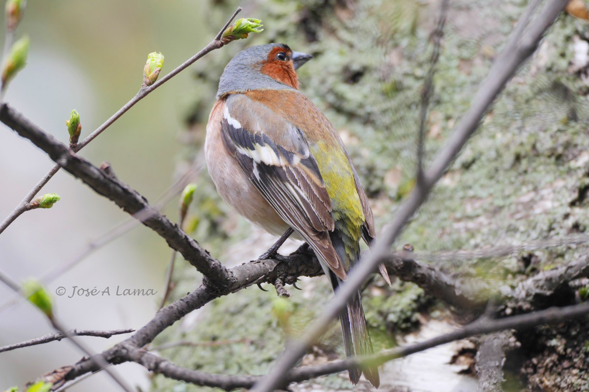 Common Chaffinch - ML157229851