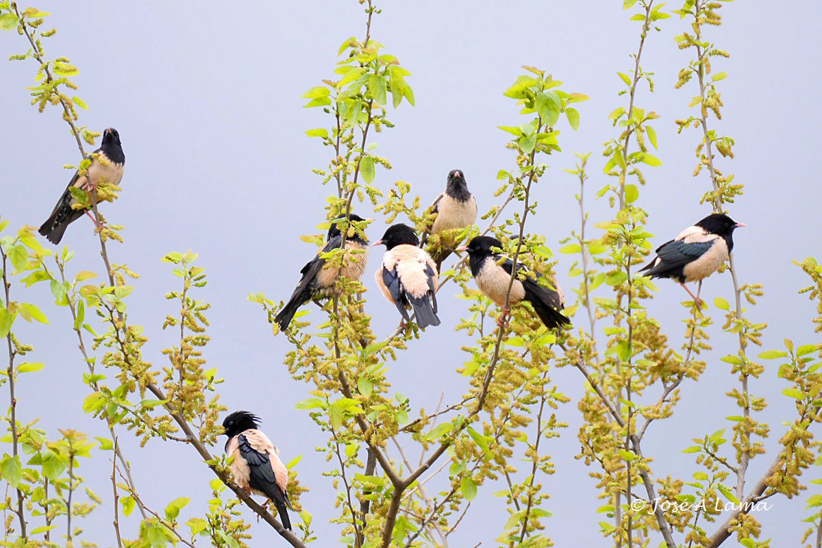 Rosy Starling - Jose Antonio Lama