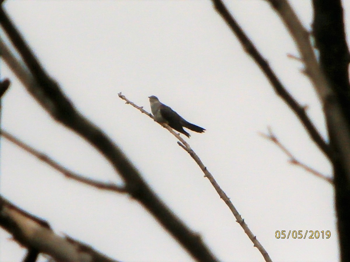 Common Cuckoo - ML157231441