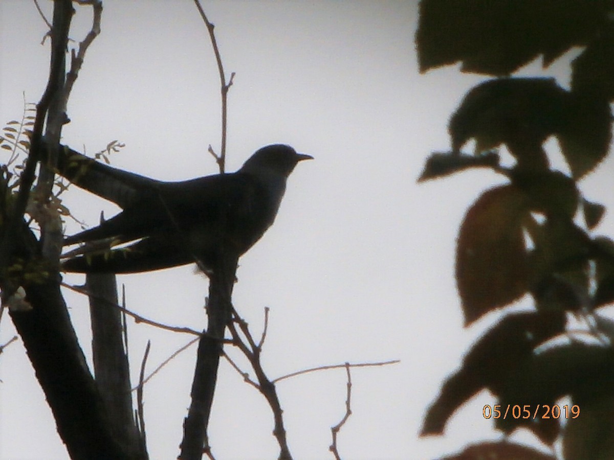 Common Cuckoo - ML157231511