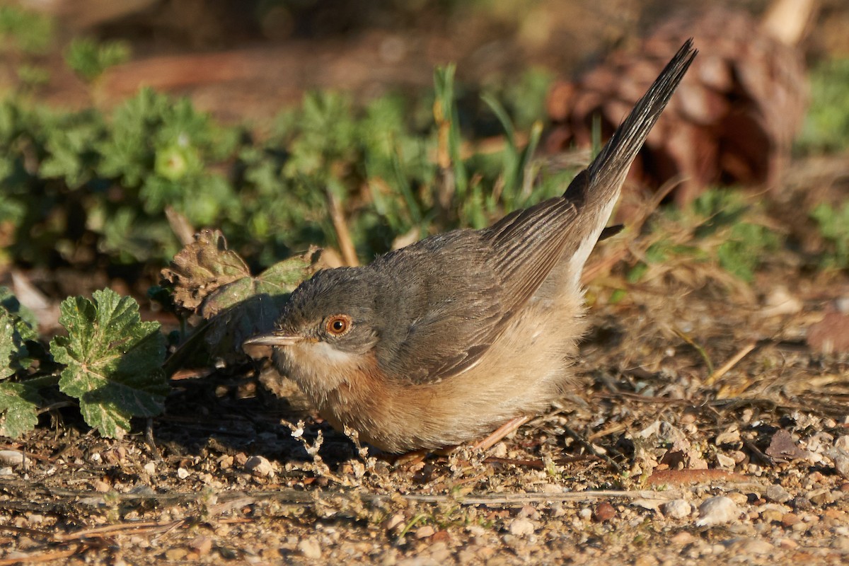 Western/Eastern Subalpine Warbler - ML157231571