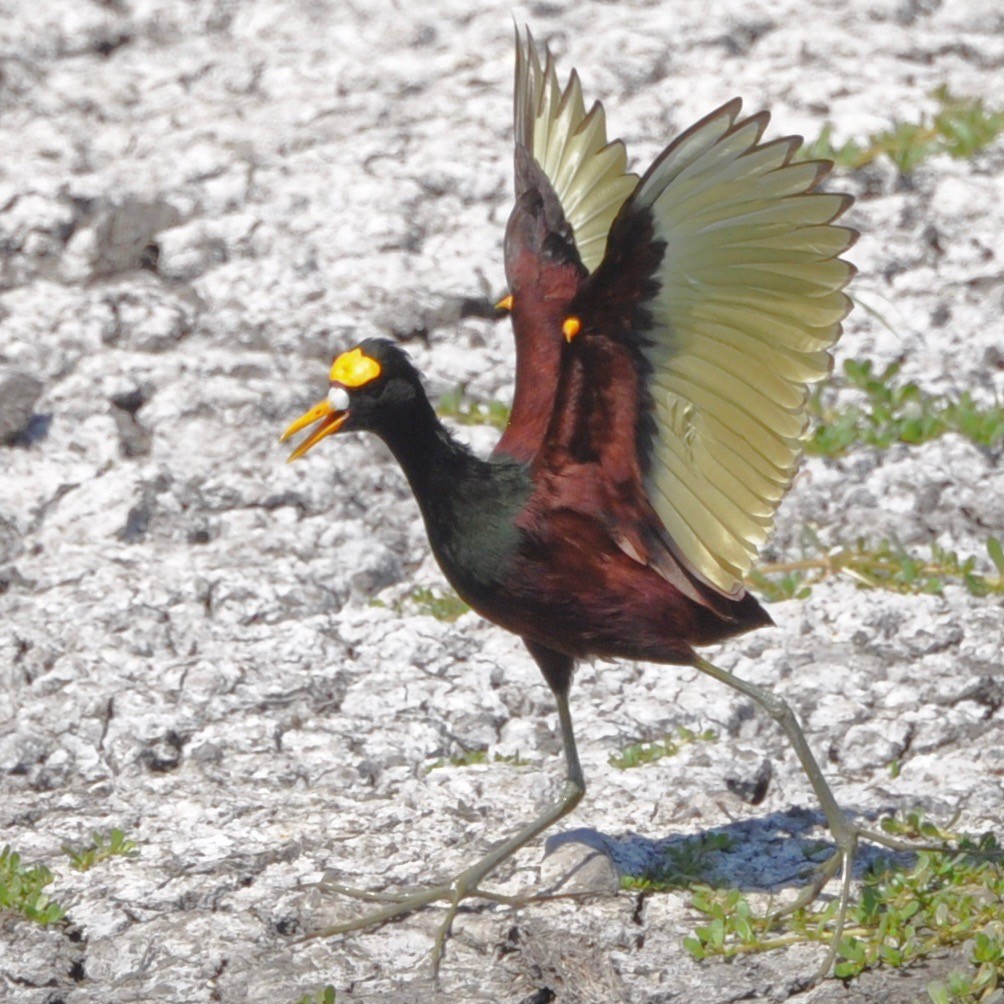 Northern Jacana - Vincent Létourneau