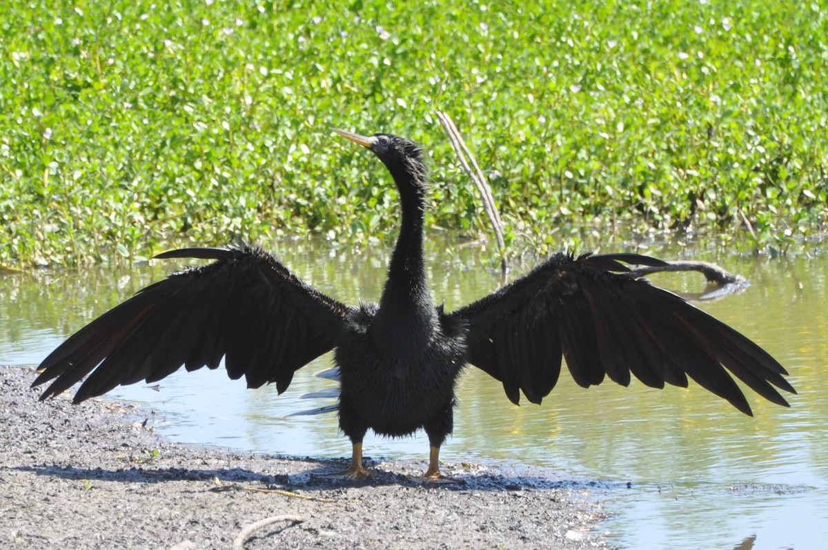 Anhinga - Vincent Létourneau