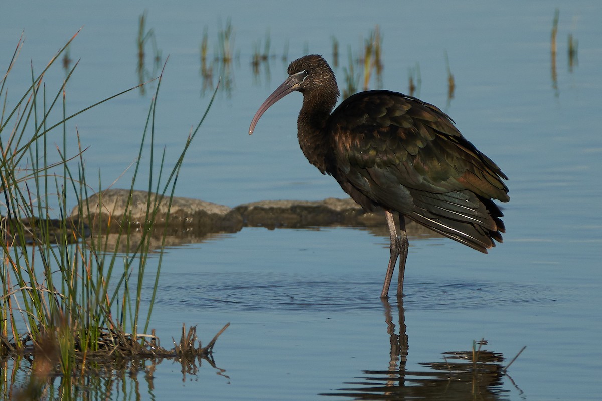 Glossy Ibis - Miguel Rouco