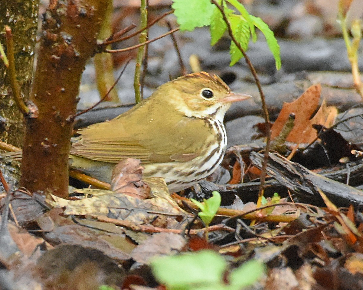 Paruline couronnée - ML157234401