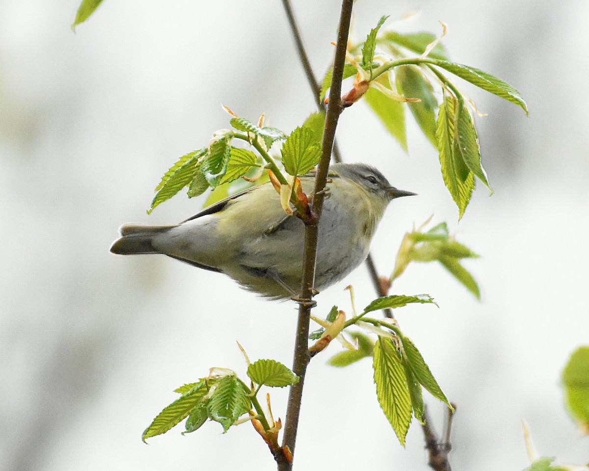 Tennessee Warbler - Brian Hicks