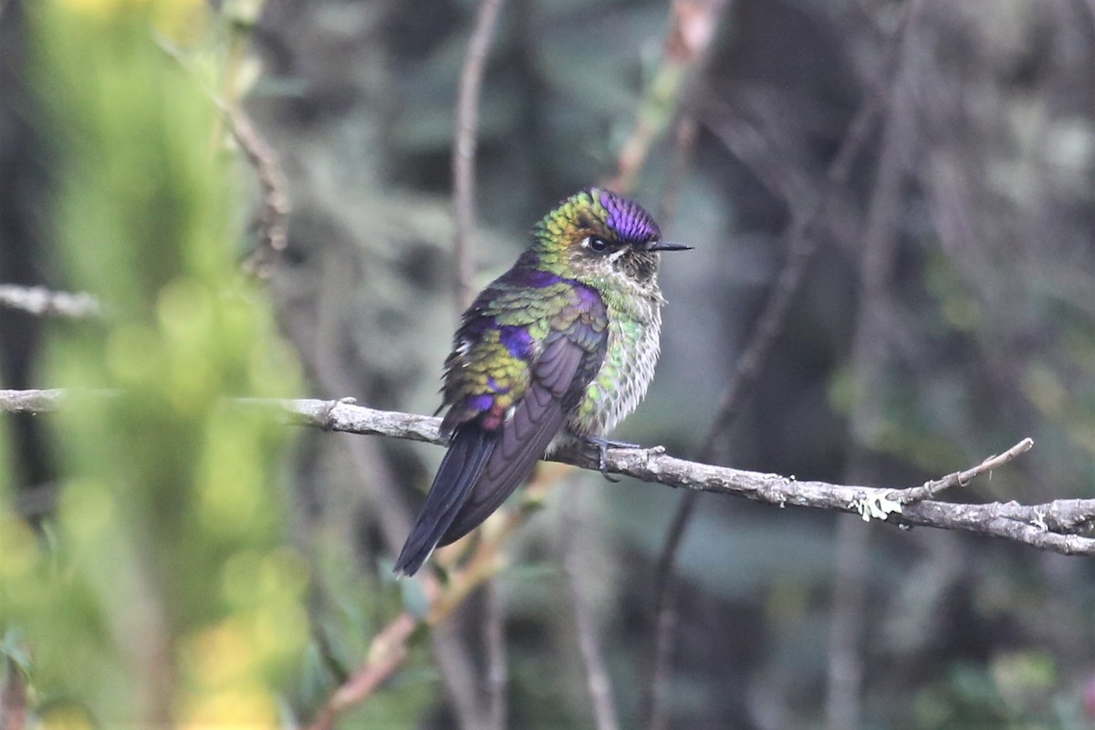 Purple-backed Thornbill - ML157234781