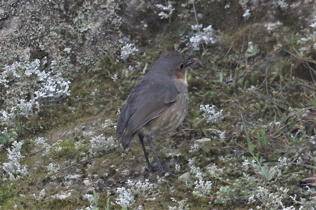 Boyaca Antpitta - ML157234831