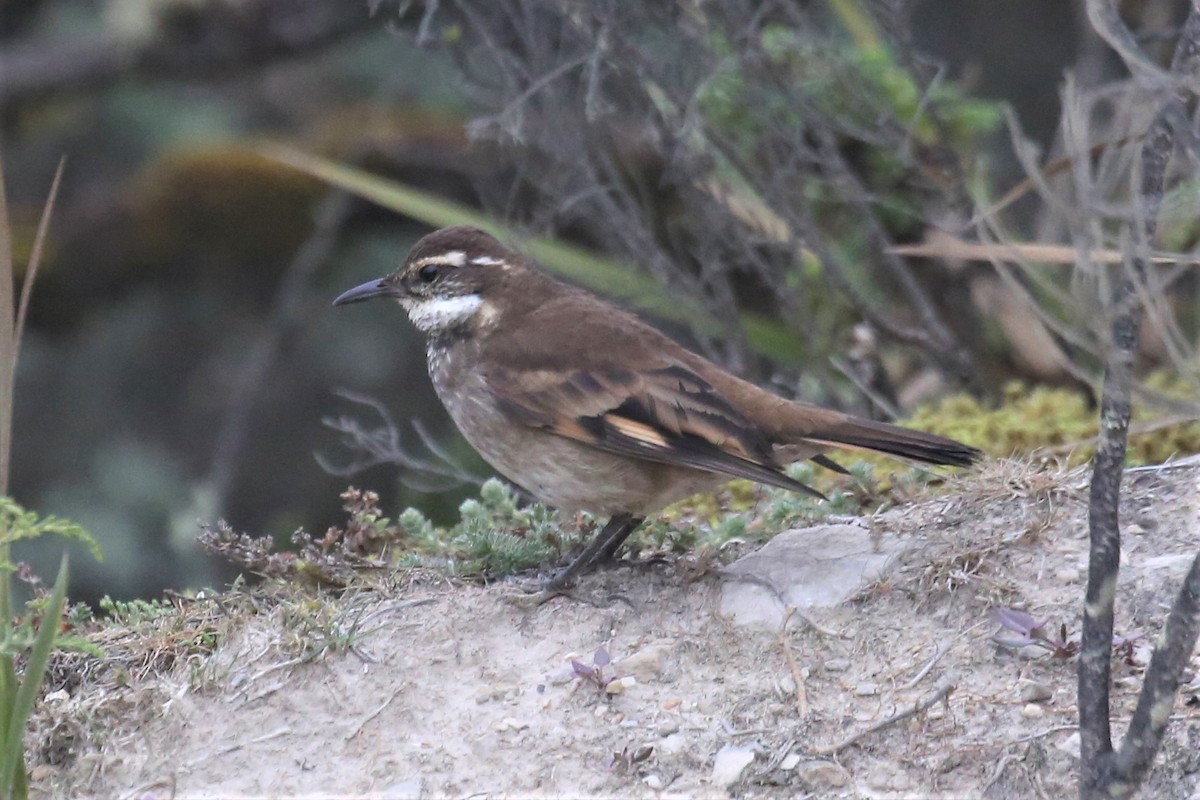 Chestnut-winged Cinclodes - ML157234861