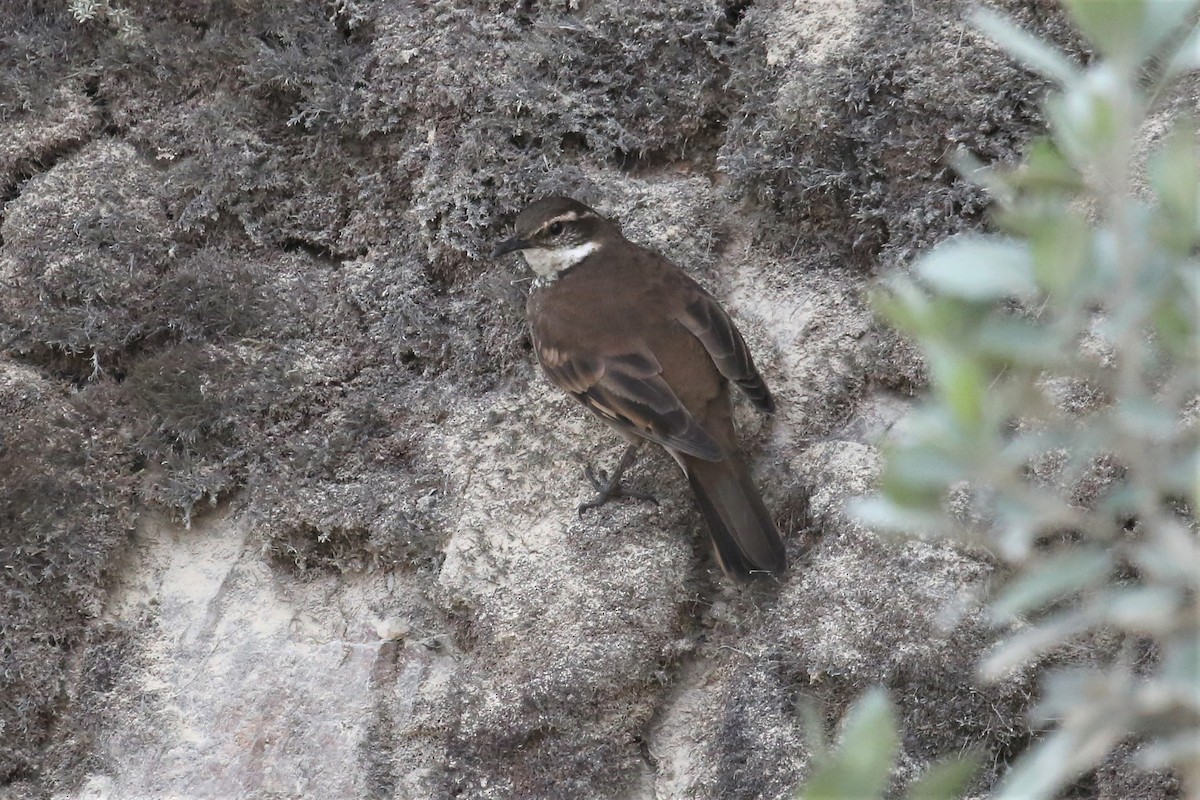 Chestnut-winged Cinclodes - ML157234911