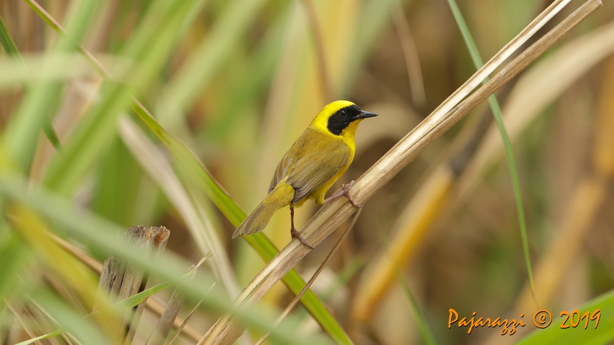 Altamira Yellowthroat - Alfredo Garcia