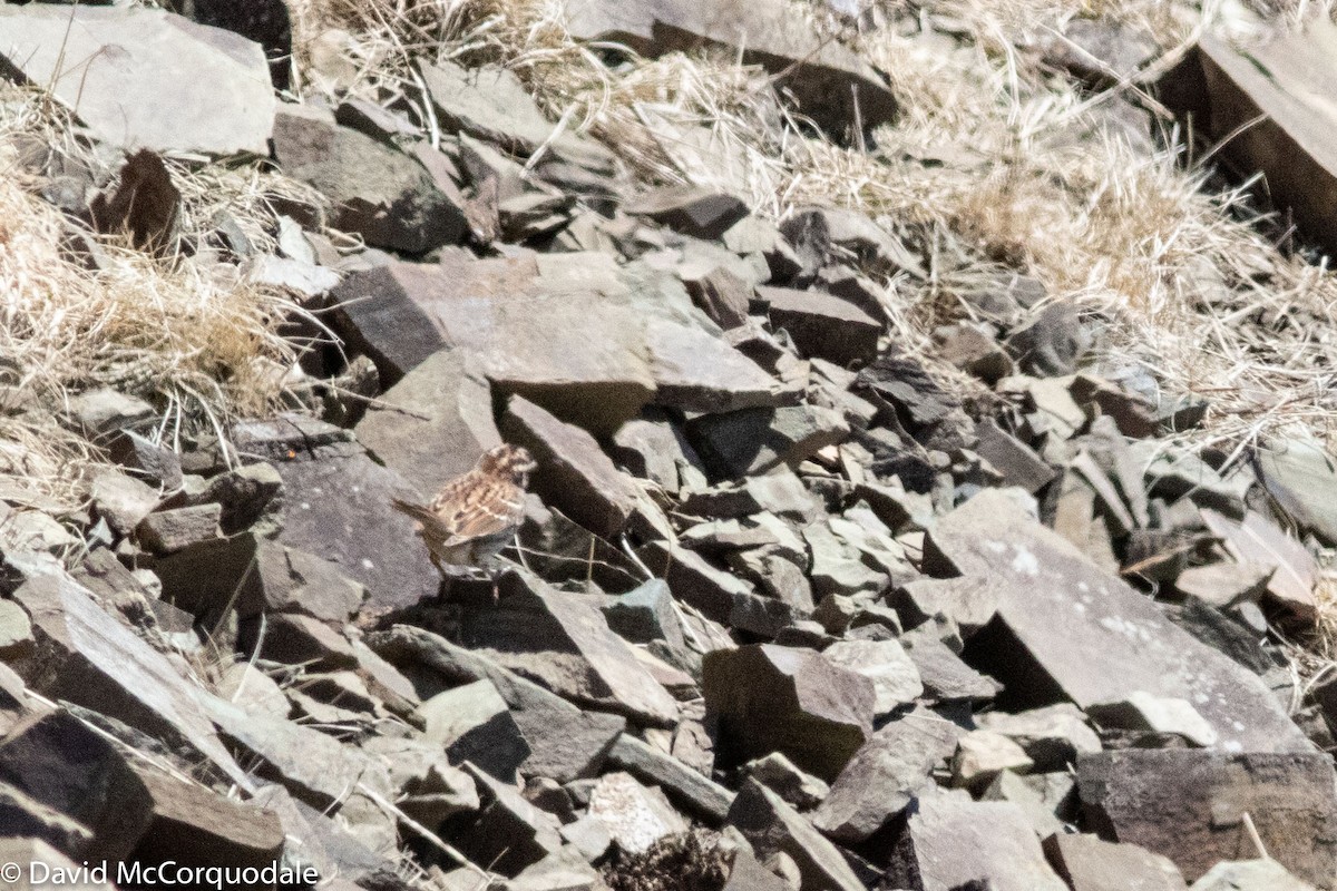 White-throated Sparrow - ML157236551