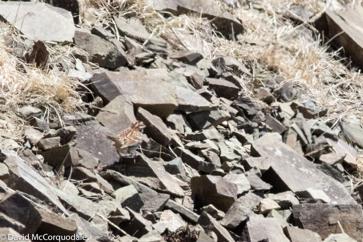 White-throated Sparrow - ML157236551