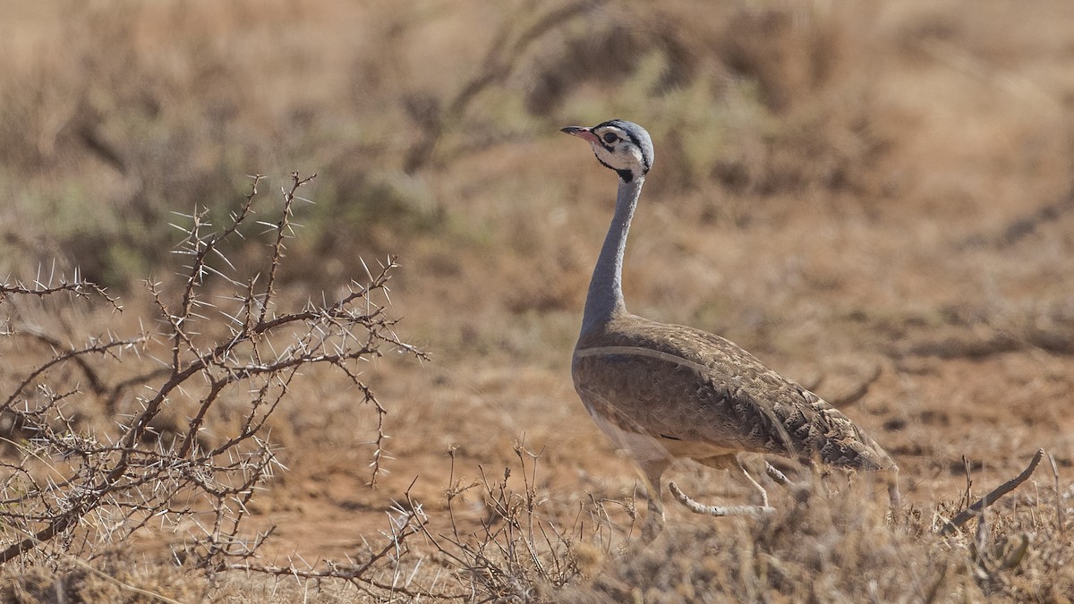 White-bellied Bustard - ML157237101