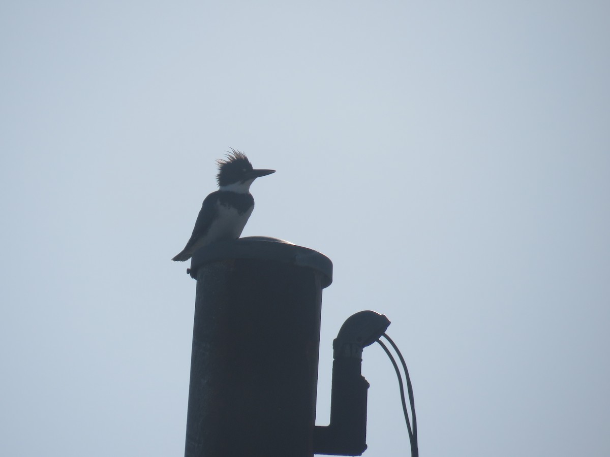 Belted Kingfisher - ML157238381