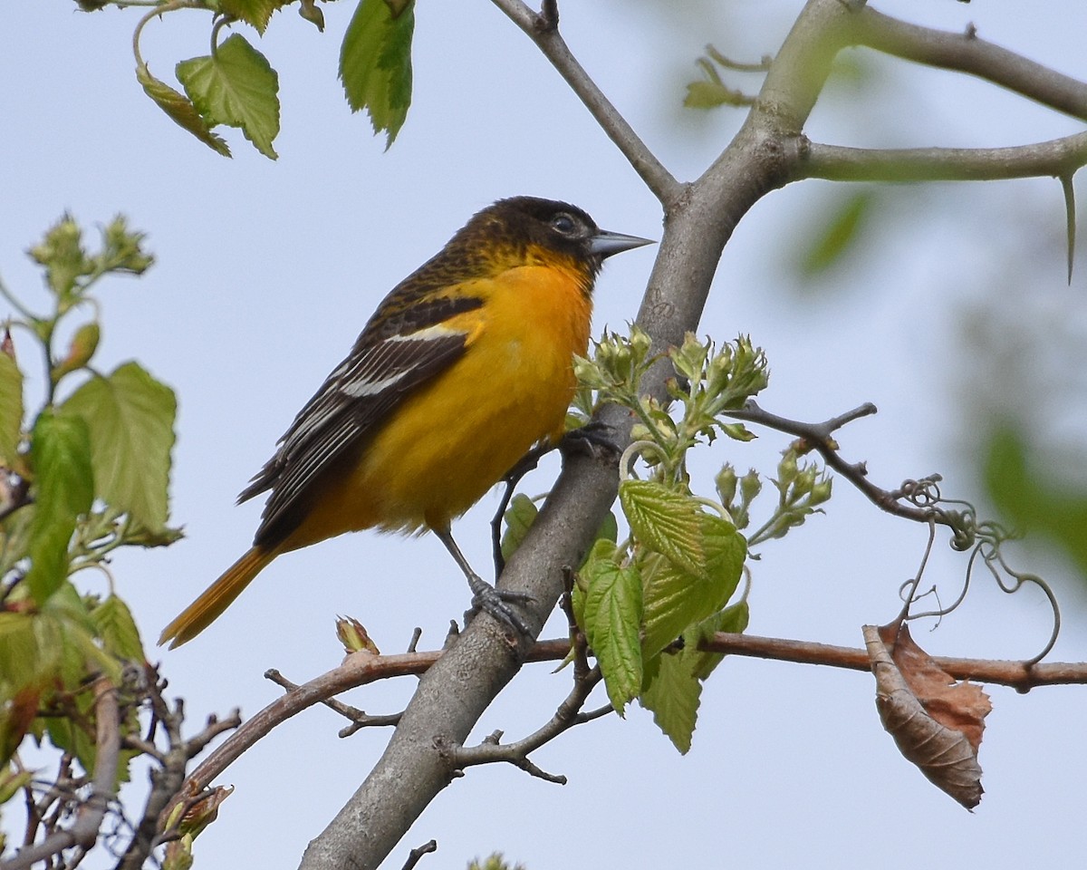 Baltimore Oriole - Brian Hicks