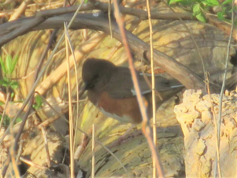 Eastern Towhee - ML157238551