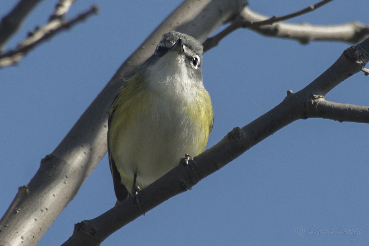 Blue-headed Vireo - Lucien Lemay