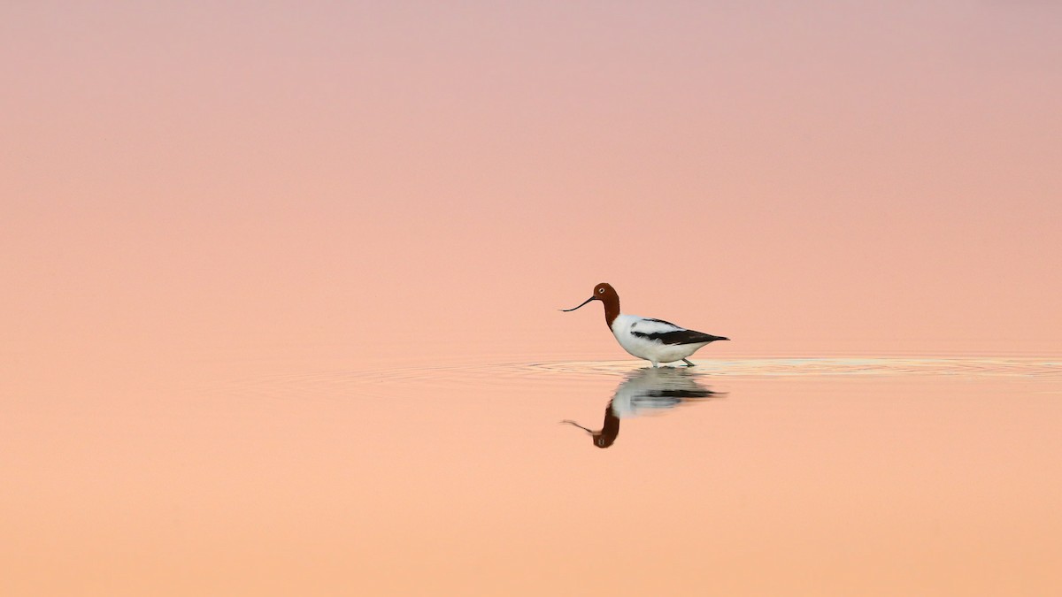 Avocette d'Australie - ML157239881