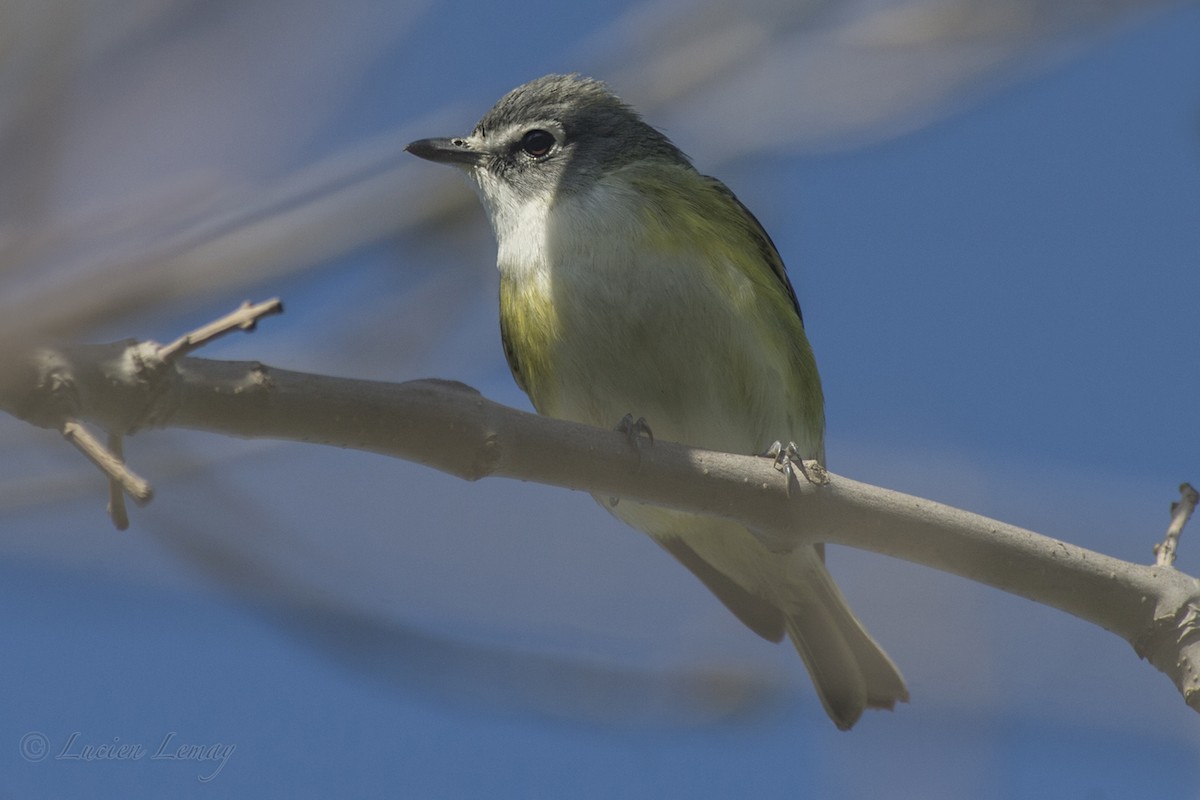 Blue-headed Vireo - Lucien Lemay