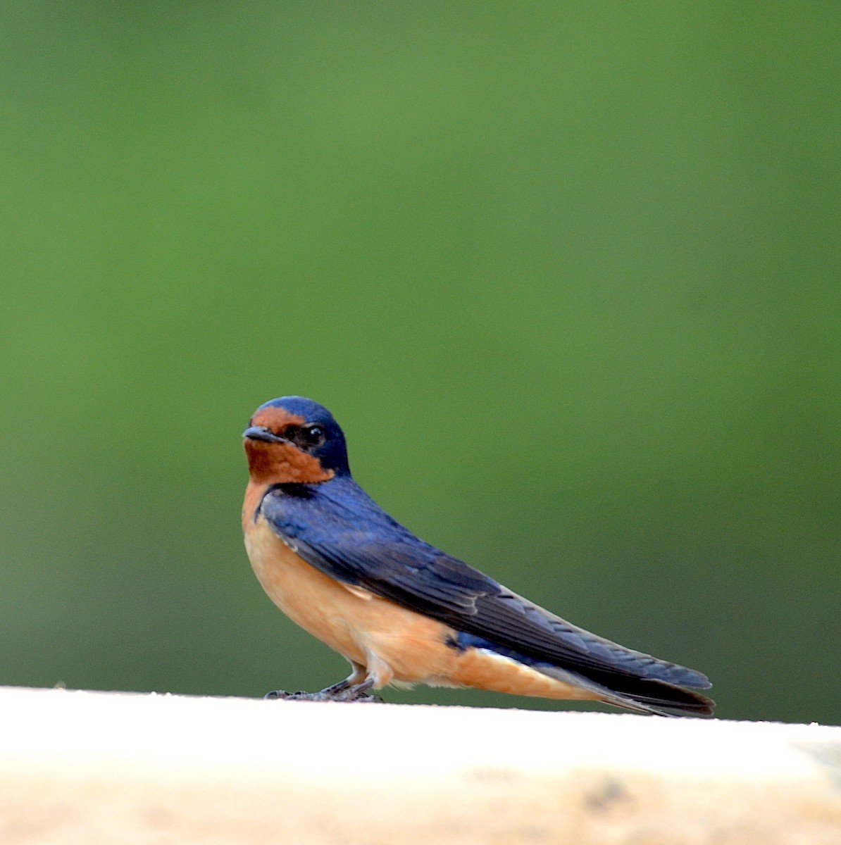 Barn Swallow - Andrew Mack